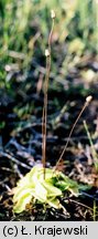 Pinguicula vulgaris ssp. bicolor (tłustosz pospolity dwubarwny)