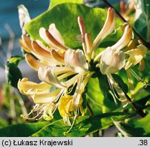 Lonicera periclymenum (wiciokrzew pomorski)