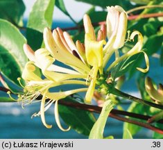 Lonicera periclymenum (wiciokrzew pomorski)