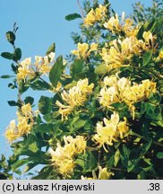 Lonicera periclymenum (wiciokrzew pomorski)