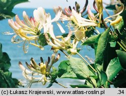 Lonicera periclymenum (wiciokrzew pomorski)