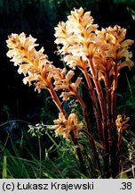 Orobanche lutea (zaraza czerwonawa)