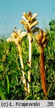 Orobanche lutea (zaraza czerwonawa)