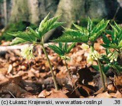 Dentaria enneaphyllos (żywiec dziewięciolistny)