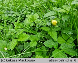 Potentilla indica (poziomkówka indyjska)