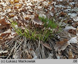 Carex montana (turzyca pagórkowa)