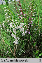 Calluna vulgaris (wrzos pospolity)