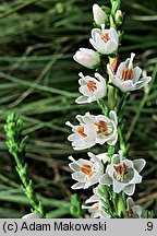 Calluna vulgaris (wrzos pospolity)