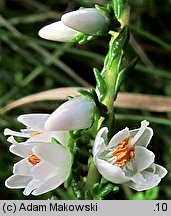 Calluna vulgaris (wrzos pospolity)