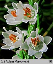 Calluna vulgaris (wrzos pospolity)