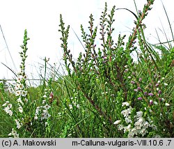 Calluna vulgaris (wrzos pospolity)