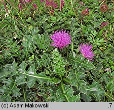 Cirsium acaule (ostrożeń krótkołodygowy)