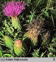 Cirsium acaule (ostrożeń krótkołodygowy)