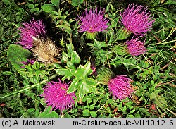 Cirsium acaule (ostrożeń krótkołodygowy)