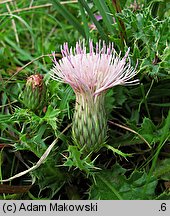 Cirsium acaule (ostrożeń krótkołodygowy)