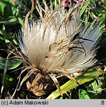 Cirsium acaule (ostrożeń krótkołodygowy)