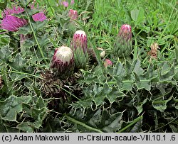 Cirsium acaule (ostrożeń krótkołodygowy)