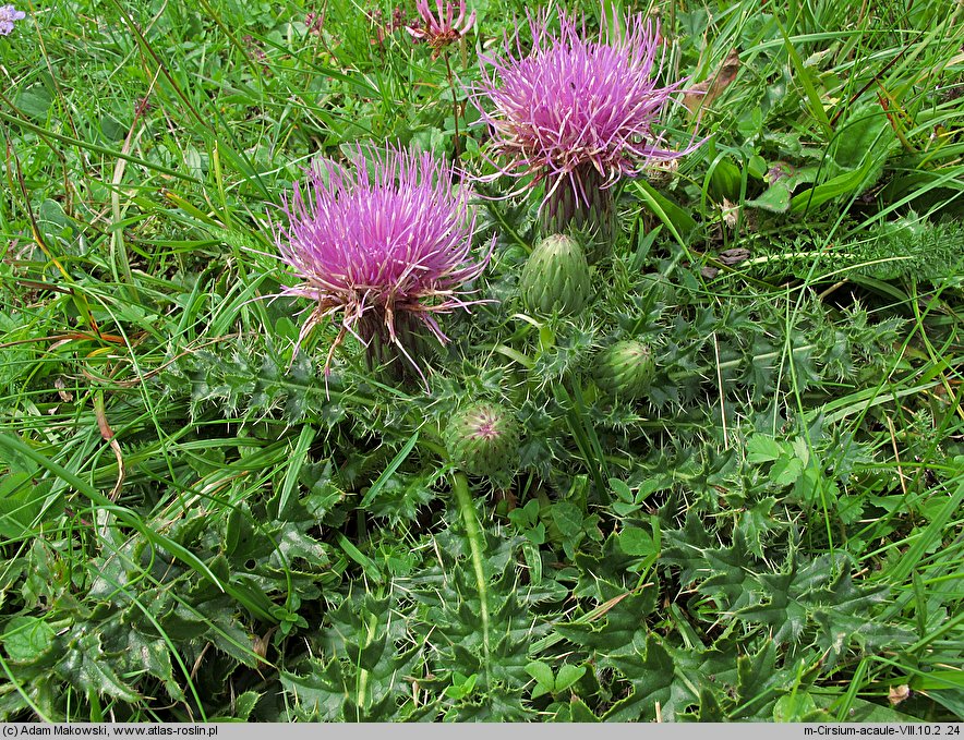 Cirsium acaule (ostrożeń krótkołodygowy)