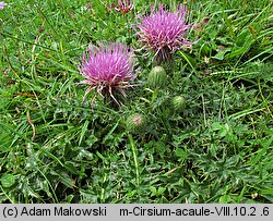 Cirsium acaule (ostrożeń krótkołodygowy)