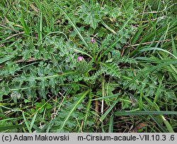 Cirsium acaule (ostrożeń krótkołodygowy)