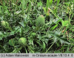 Cirsium acaule (ostrożeń krótkołodygowy)