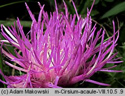 Cirsium acaule (ostrożeń krótkołodygowy)