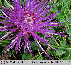 Cirsium acaule (ostrożeń krótkołodygowy)