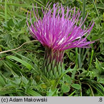 Cirsium acaule (ostrożeń krótkołodygowy)