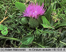 Cirsium acaule (ostrożeń krótkołodygowy)