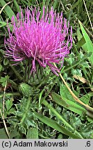 Cirsium acaule (ostrożeń krótkołodygowy)