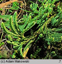 Diphasiastrum alpinum (widlicz alpejski)