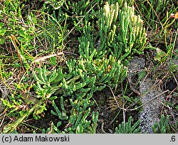 Diphasiastrum alpinum (widlicz alpejski)