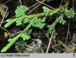 Diphasiastrum alpinum (widlicz alpejski)