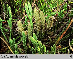 Diphasiastrum alpinum (widlicz alpejski)