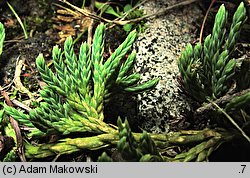 Diphasiastrum alpinum (widlicz alpejski)