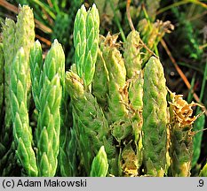 Diphasiastrum alpinum (widlicz alpejski)