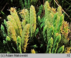 Diphasiastrum alpinum (widlicz alpejski)