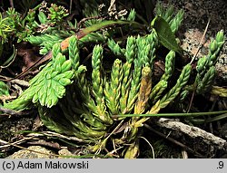 Diphasiastrum alpinum (widlicz alpejski)