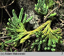 Diphasiastrum alpinum (widlicz alpejski)