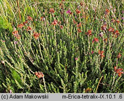 Erica tetralix (wrzosiec bagienny)