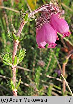 Erica tetralix (wrzosiec bagienny)