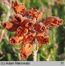 Erica tetralix (wrzosiec bagienny)