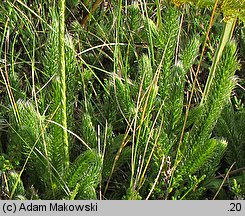 Lycopodium clavatum (widłak goździsty)