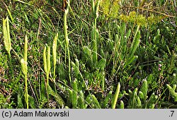 Lycopodium clavatum (widłak goździsty)