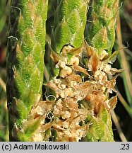 Lycopodium clavatum (widłak goździsty)