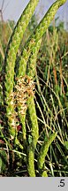 Lycopodium clavatum (widłak goździsty)