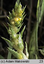 Selaginella selaginoides (widliczka ostrozębna)