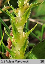 Selaginella selaginoides (widliczka ostrozębna)