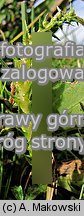 Selaginella selaginoides (widliczka ostrozębna)