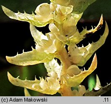 Selaginella selaginoides (widliczka ostrozębna)